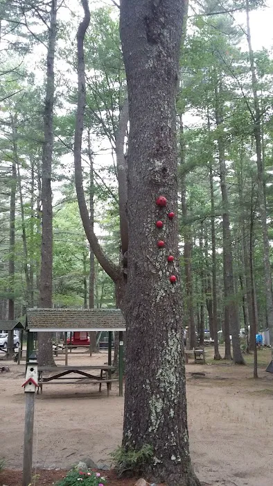 Stadig Mobile Park & Campgrnd Picture 3