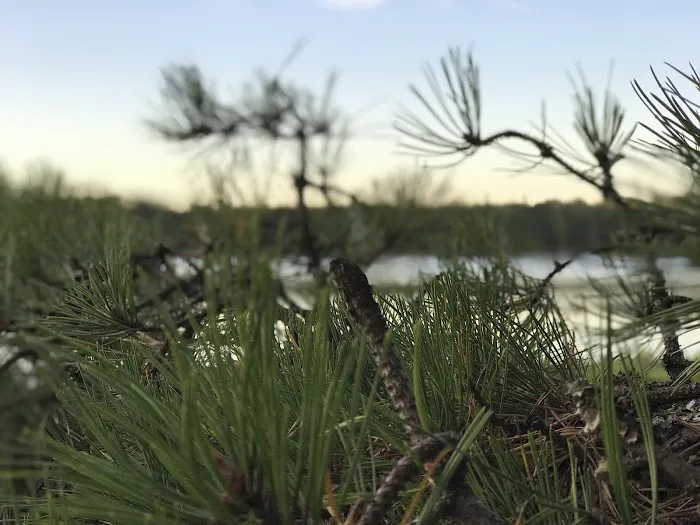 Nickerson State Park - Area 4 Picture 2