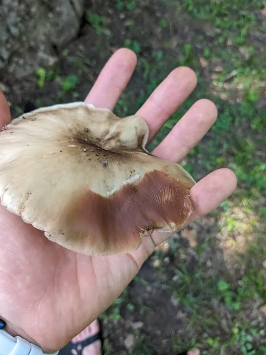 Cacapon Junction Campsite Picture 9