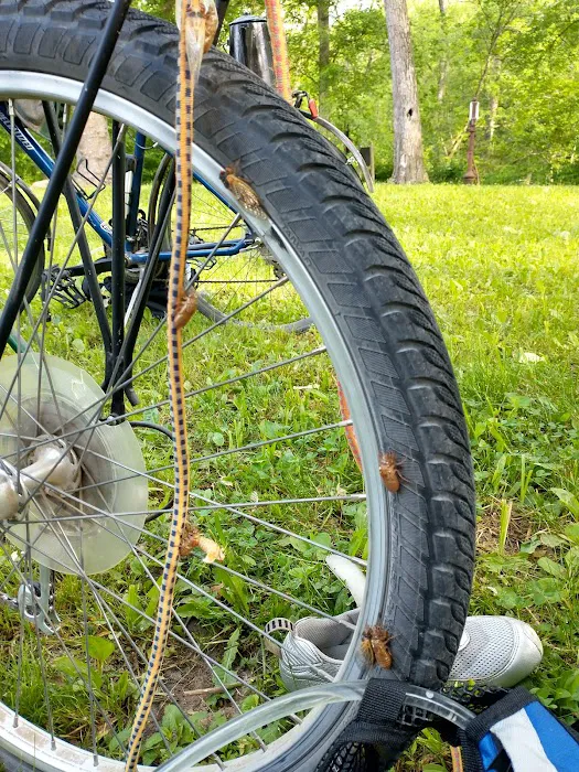 Cacapon Junction Campsite Picture 8