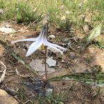 Bear Creek Campground