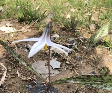 Bear Creek Campground