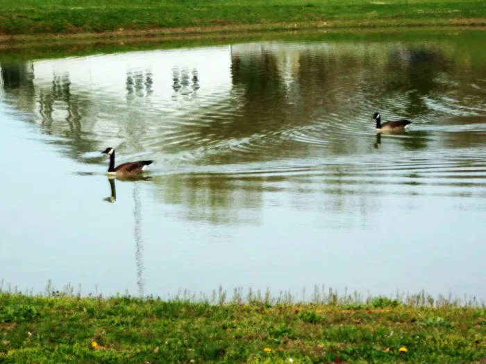 Leatherman's/Falling Waters Campsite Picture 1