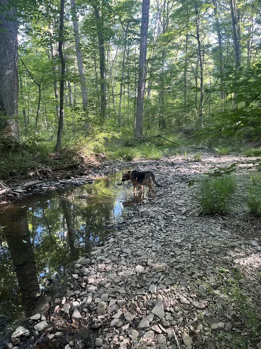 Green Ridge State Forest Campground #3 Picture 8