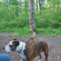 Green Ridge State Forest Campground #3 ico