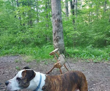 Green Ridge State Forest Campground #3