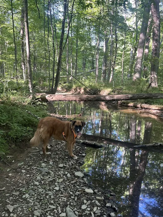Green Ridge State Forest Campground #3 Picture 2