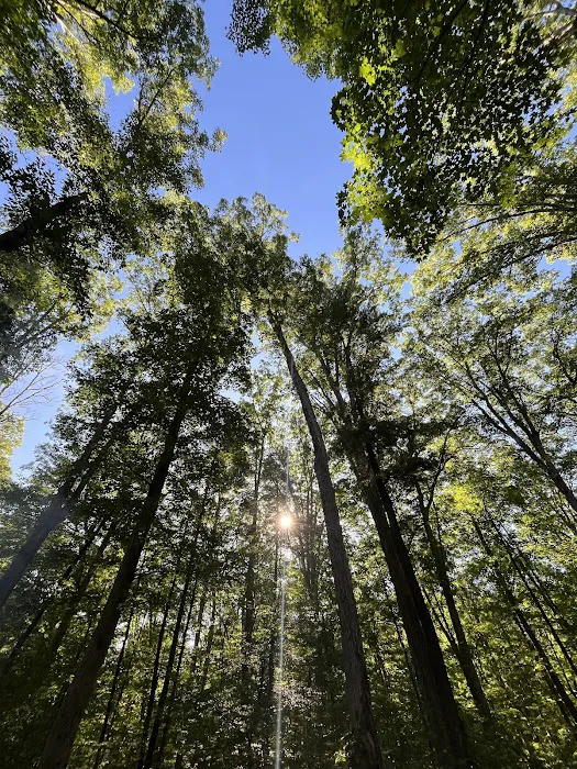 Green Ridge State Forest Campground #3 Picture 6