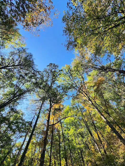 Green Ridge State Forest Campground #4 Picture 2