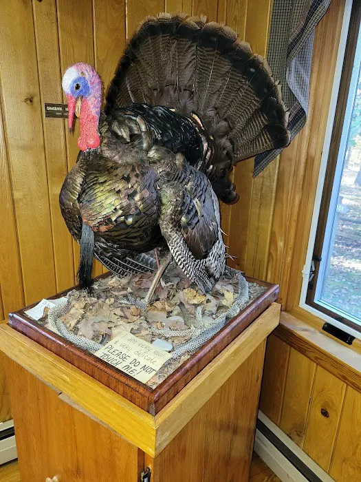 Green Ridge State Forest Campground #4 Picture 3