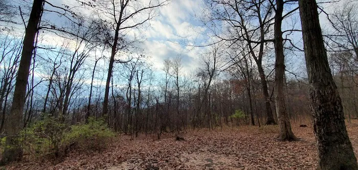 Green Ridge State Forest, campsite #83 Picture 4