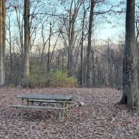 Green Ridge State Forest, campsite #83 ico