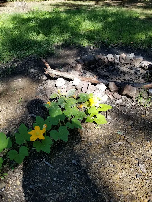 Green Ridge State Forest Campsite #7 Picture 1