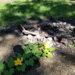 Green Ridge State Forest Campsite #7