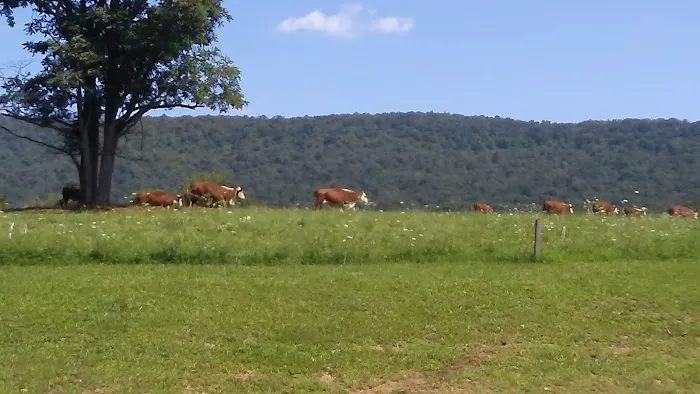 Choice Camping Court Picture 2