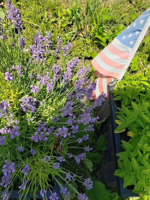 Sawmill Campground Picture 7