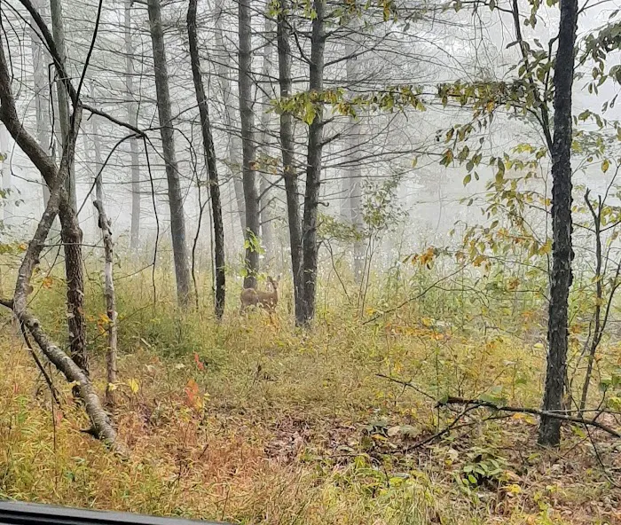 Green Ridge State Forest Camp Site #6 Picture 8