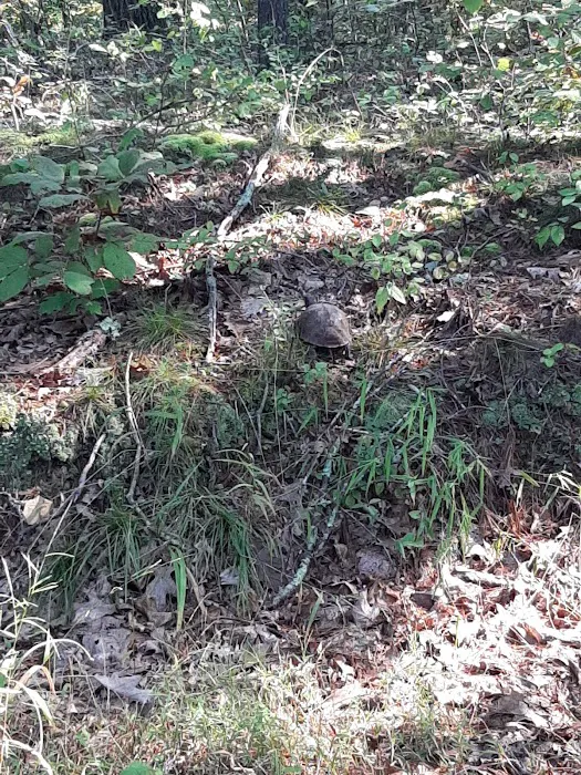 Green Ridge State Forest Camp Site #6 Picture 9