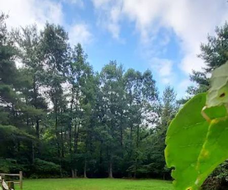 Green Ridge State Forest Campsite 23