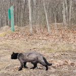 Green Ridge State Forest Campsite #22