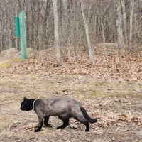 Green Ridge State Forest Campsite #22 ico