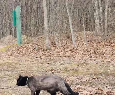 Green Ridge State Forest Campsite #22
