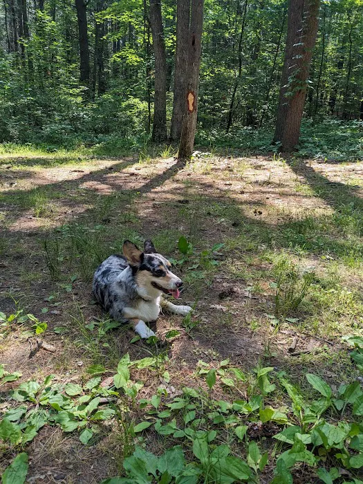 Green Ridge State Forest Campsite #15 Picture 1