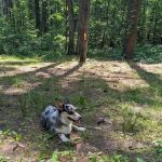 Green Ridge State Forest Campsite #15