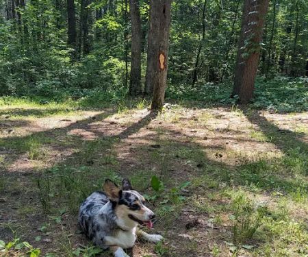 Green Ridge State Forest Campsite #15