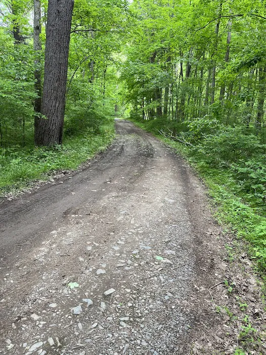 Green Ridge State Forest Campsite #1 Picture 6