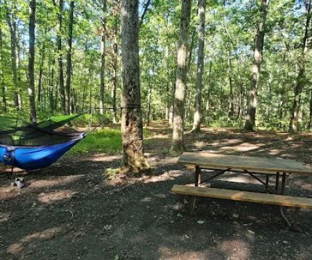 Green Ridge State Forest Campsite 17