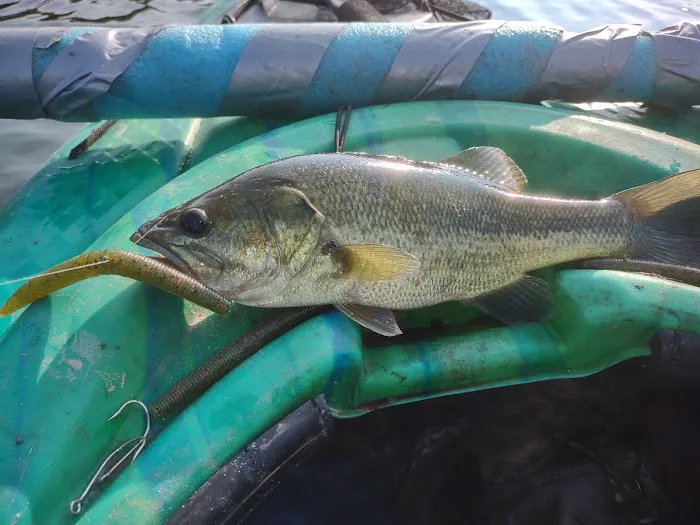 Quemahoning Family Recreation Area Picture 1