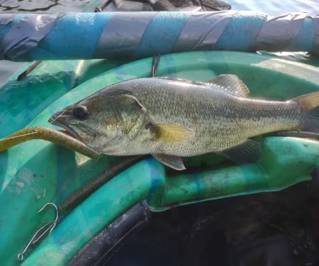 Quemahoning Family Recreation Area