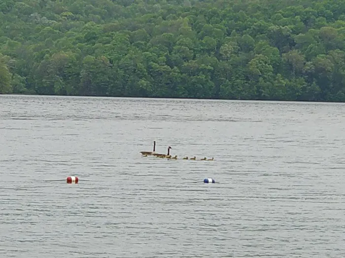 Quemahoning Family Recreation Area Picture 7