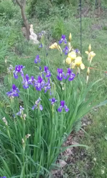 Bear Ridge Campground Picture 8