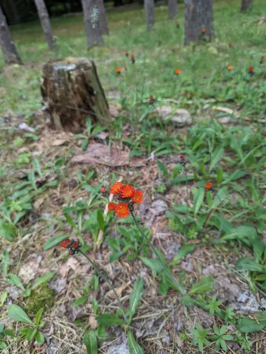 Boyers Pond Campground Picture 6