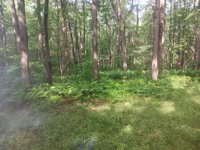 Forbes State Forest Motorized Site 2 Picture 1