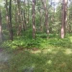 Forbes State Forest Motorized Site 2