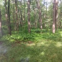 Forbes State Forest Motorized Site 2 ico