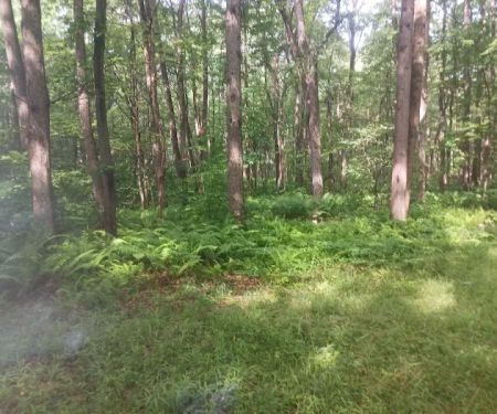 Forbes State Forest Motorized Site 2