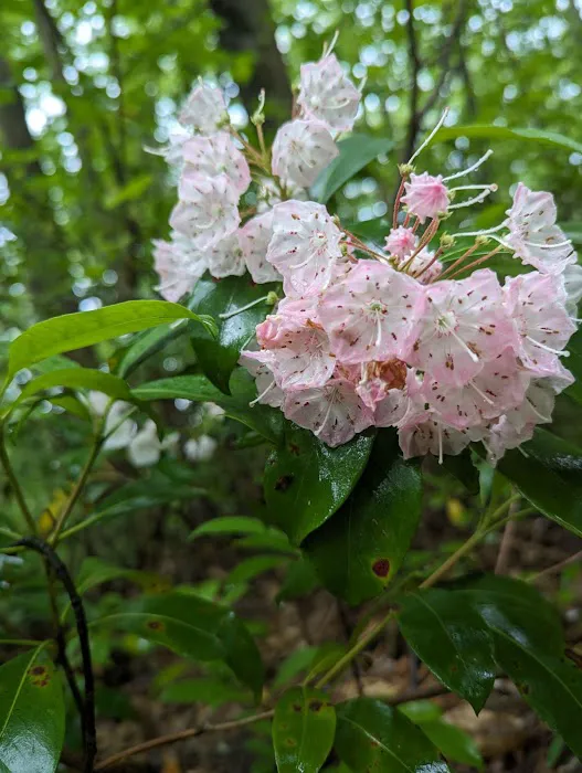 Forbes State Forest Motorized Site 2 Picture 3