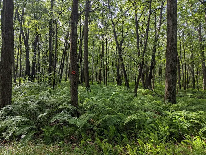 Forbes State Forest Motorized Site 2 Picture 5