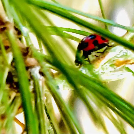 Lake Land Or Campground Picture 8