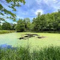 Friends Wilderness Center ico