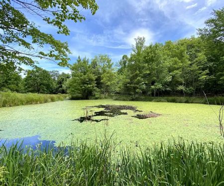 Friends Wilderness Center
