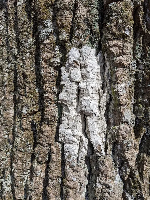 Mosby Campsite Picture 8