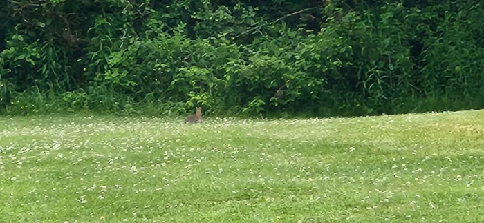 Niagara Woodland Family Campground Picture 3