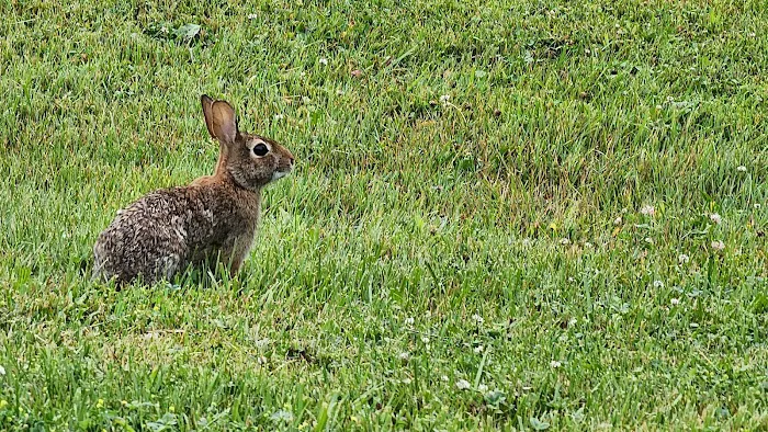 Niagara Woodland Family Campground Picture 5