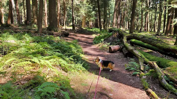 Ridge Campground At Cook Forest Picture 2