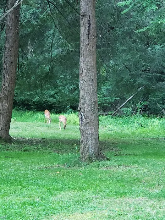 Ridge Campground At Cook Forest Picture 1